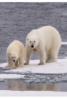 Білий ведмідь