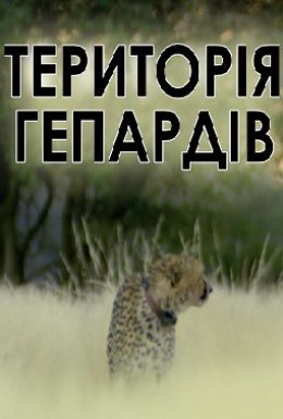 Територія гепардів