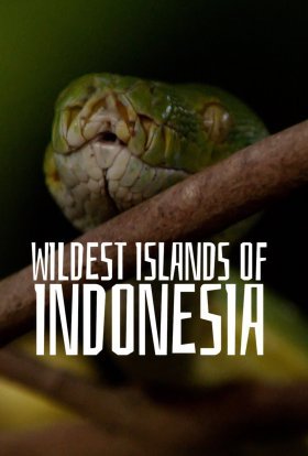 Дуже дика Індонезія