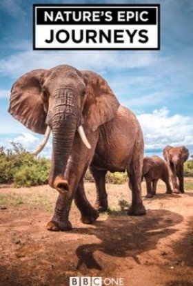 Найбільші в світі міграції / Найбільші міграції в природі