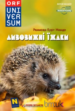 Дивовижні їжаки