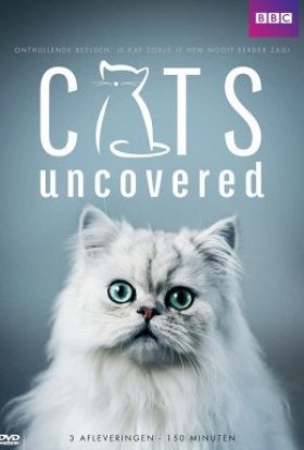 Коти без прикриття