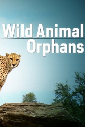 Сироти дикої природи